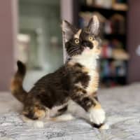 Photo of Isobel   In Foster Care In Templestowe