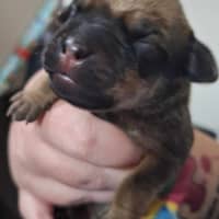 Photo of Bingo 