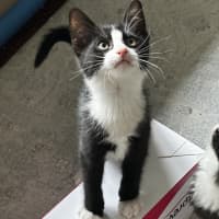 Photo of Cola
