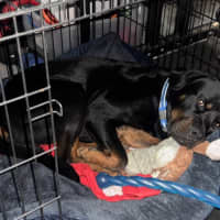 Photo of Duke