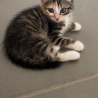Photo of Boo