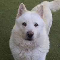 Photo of Luna