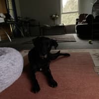 Photo of Shadow