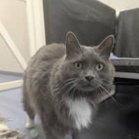 Photo of Lord Biscuit I I I