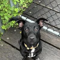 Photo of Archie