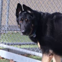 Photo of Rex