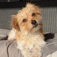 Photo of Bindi