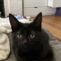 Photo of Midnight