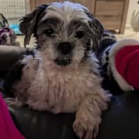 Photo of Molly