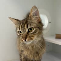 Photo of Coco (Bonded To Benji)