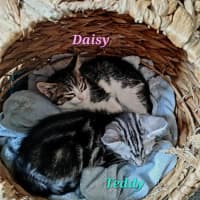Photo of Daisy