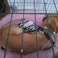 Photo of Daisy