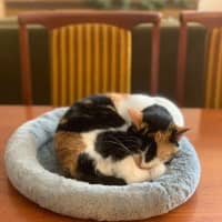 Photo of Maia   Located In Preston