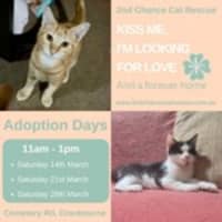 Photo of Raven **2nd Chance Cat Rescue**