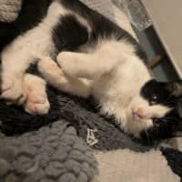 Photo of Stumpy