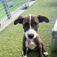 Photo of D1274 Polly