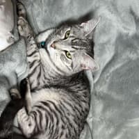 Photo of Piglet Imp 2393