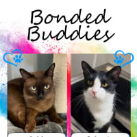 Photo of Bonded Buddies   Teddy And Sylvester