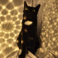 Photo of Kleo