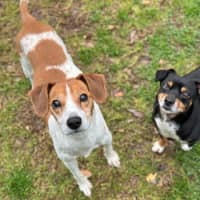 Photo of Mako & Buddy 