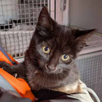 Photo of Mushroom Magee