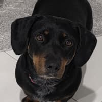 Photo of Kip   2 Year Old Cattle Dog X Dachshund
