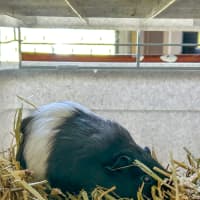 Photo of Sadie