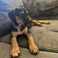 Photo of Roxy