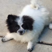 Photo of Phoebe