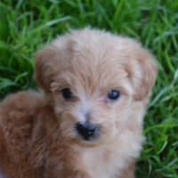 Photo of Theodore *Relisted*