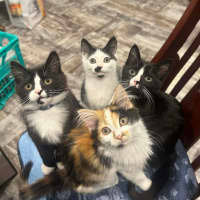 Photo of Tuna