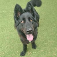 Photo of Stella
