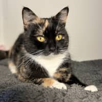 Photo of Stella