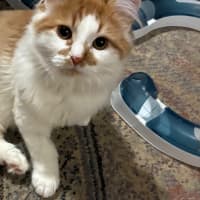Photo of Simba
