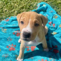 Photo of Skye