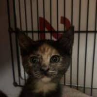 Photo of Mew