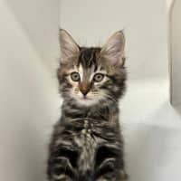 Photo of Maggie 