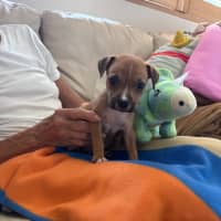 Photo of Buddy