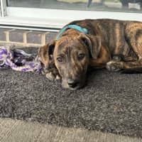 Photo of Remi   5 Month Old Bull Arab X