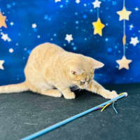 Photo of Jack (Located In Preston) 