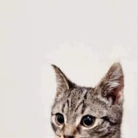 Photo of Monty
