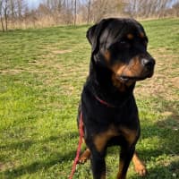 Photo of Bear