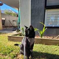 Photo of Milo