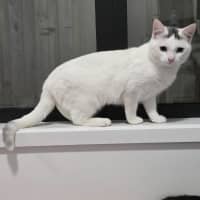 Photo of Snow White