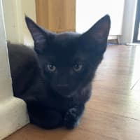 Photo of David Meowie