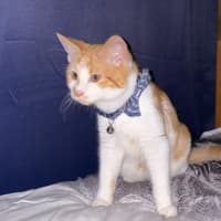 Photo of Rastus