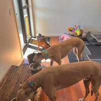 Photo of Sandy, The Greyhound