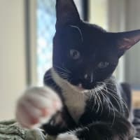 Photo of Frankenstein