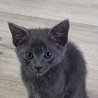 Photo of Shadow (Raffa)