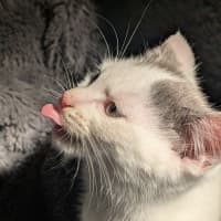 Photo of Grogu   In Foster Care In Ashburton